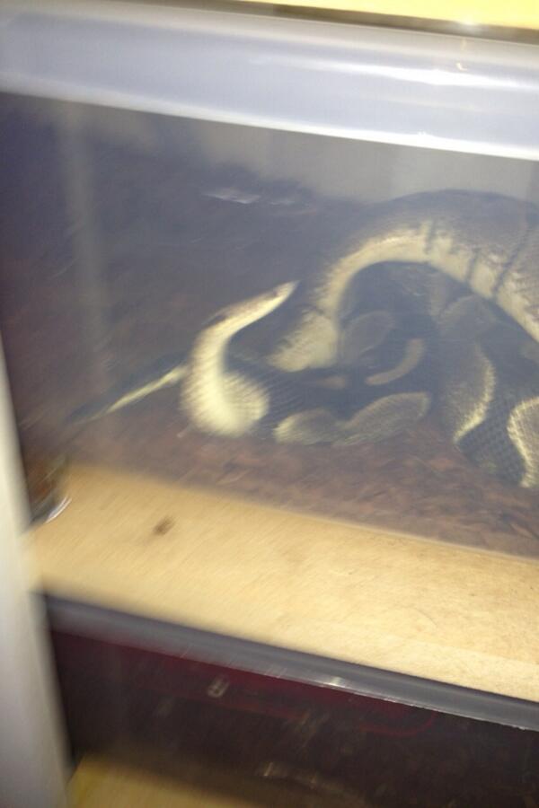 Reece allum tweet media