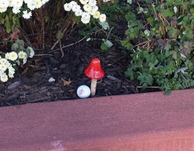 NJIT Highlanders ⚔️ tweet media