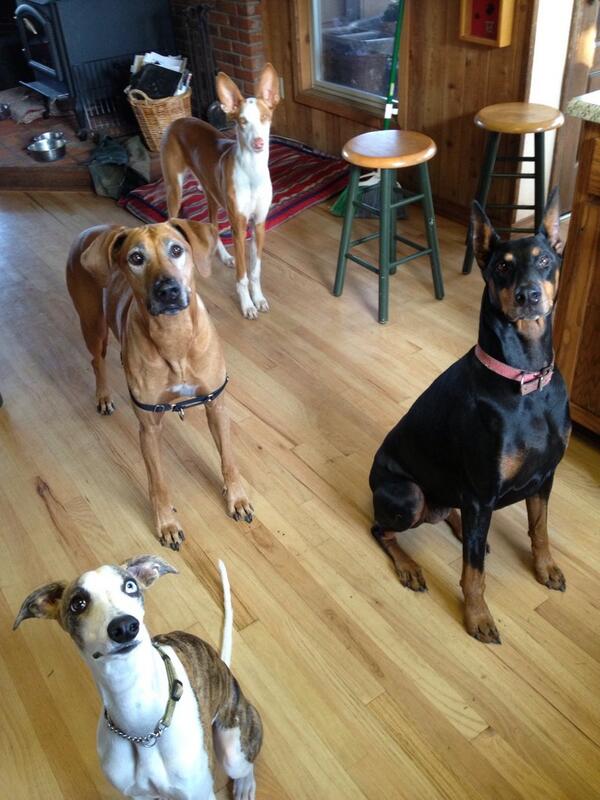 Fetchbee's tweet image. Can we go outside to play with our #fetchbee? #doglovers