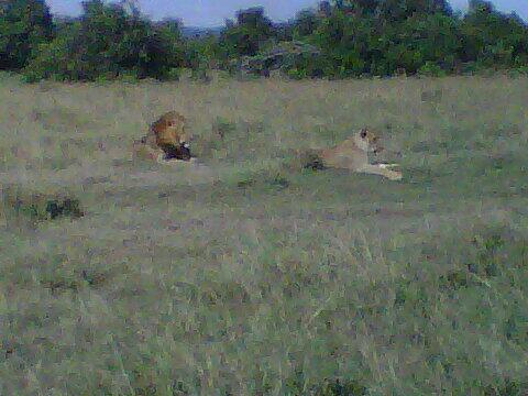 magicalkenya's tweet image. "@angieys35: As we leave @olpejeta we run into lions. Unforgettable day. Big thks to Gili @glorysafaris #MKTE http://t.co/y1evClz7zT"