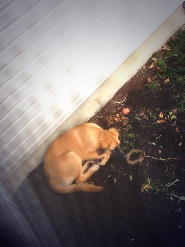 WillMiousse's tweet photo. Serieux marley !! Coucher dans terre esti http://t.co/dFqDvtIlFa