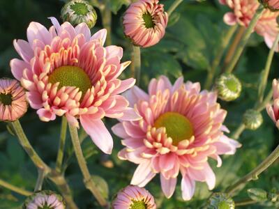 Autumn harvest continues in the garden with apples, and our Chrysanthemums have been cut to be sold in the farm shop