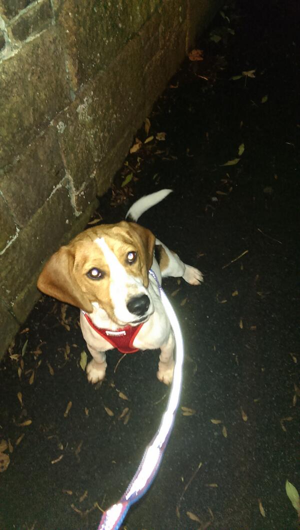 El Davies tweet media