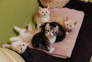 cute_cats_bot's tweet photo. https://t.co/nbmiAT5Yyn