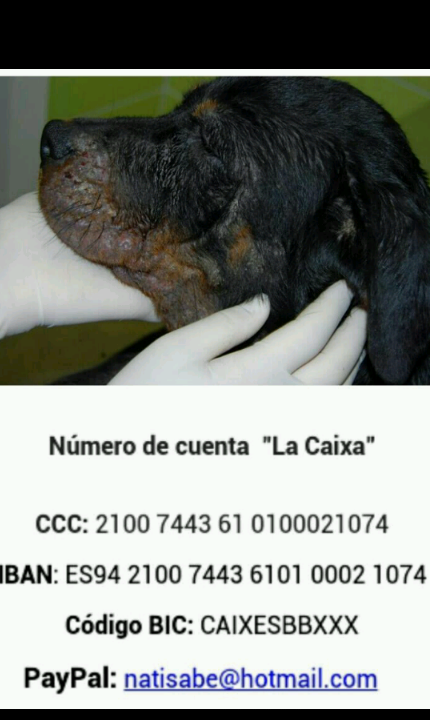 yolygamez2's tweet photo. @TodoParaPerros @LASAnimal: URGENTE! #GAULA Rottweiler 4 meses, CON SARNA! ABANDONADA EN #BRENES! ACOGIDA Y AYUDA TTO http://t.co/w40PFh73dy