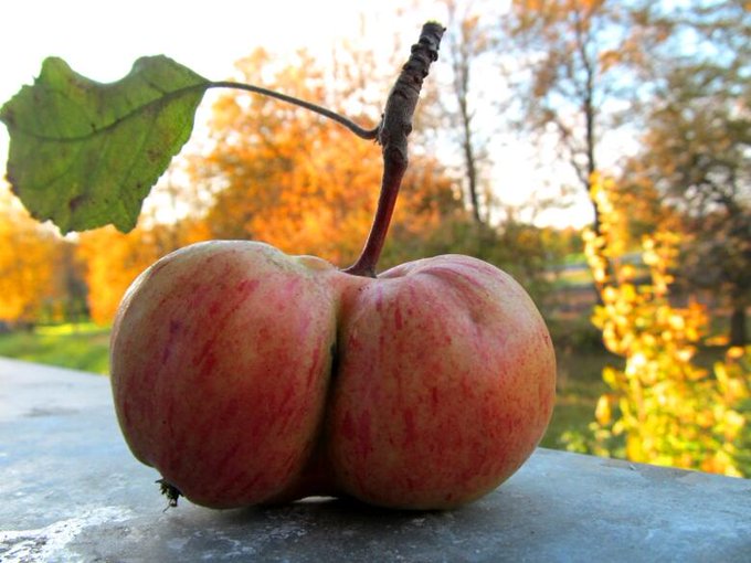 #Autumn #boobsapple http://t.co/nQjGU5osoR<a href="/tag/autumn"class="tags">#Autumn</a><a href="/tag/boobsapple"class="tags">#boobsapple</a>