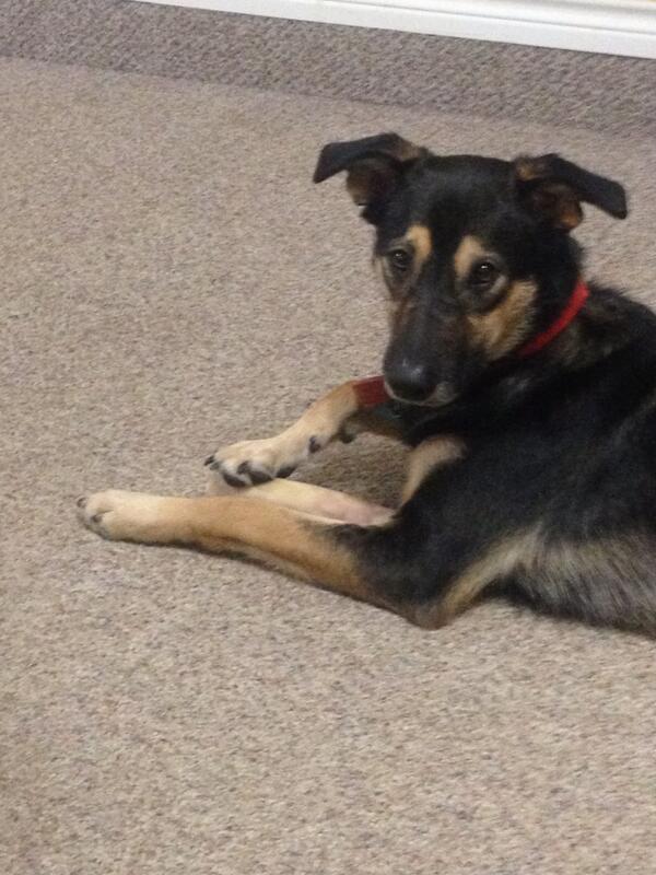 bentleythemutt's tweet photo. If I take my foot off this bone it will float away http://t.co/M3sS40jIcC