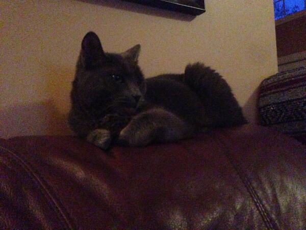 Pet Rescue Gta On Twitter Lost Cat Russian Blue Grey With White