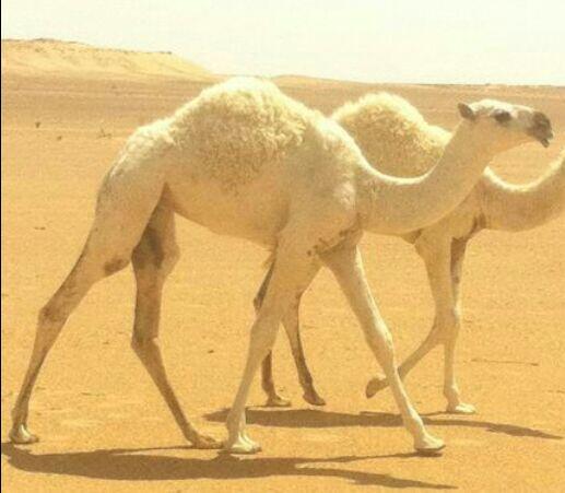 saouddt's tweet photo. للبيع حواره ماعليها سوم  رقم جوال 0530080119 http://t.co/DAaZyR42Du