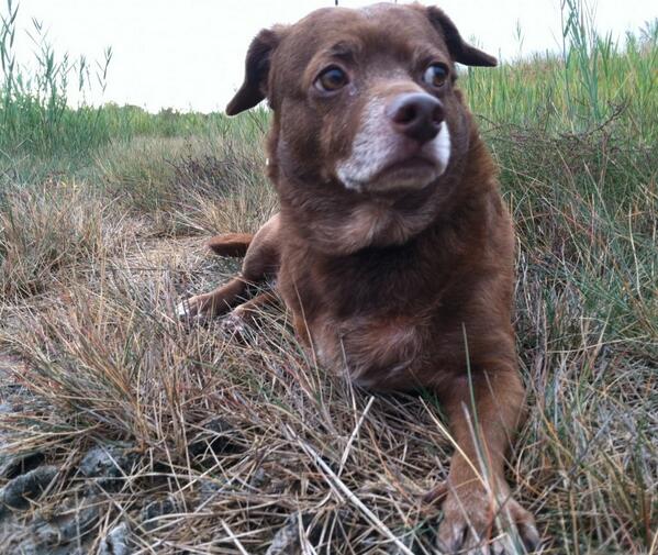 Tripawds's tweet photo. Do you know about the #SatoDogs of Puerto Rico? #Tripawd Charlie can tell you: http://t.co/3aT9HNOEza http://t.co/AU6dWkrKUm