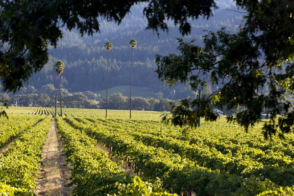 duckhornwine's tweet image. Beautiful photo of the Three Palms Vineyard best known for making legendary Merlot. #MerlotMe