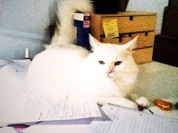 Balladyne TRITSCH (@balladyne) on Twitter photo 