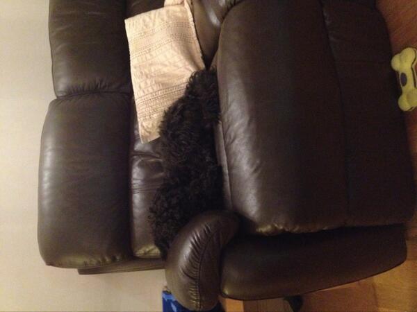DenzelG10's tweet photo. Iz a very sleepy and curly pup tonight, had Lully walkies today wiv dad! Need to have a haircut soon!!! http://t.co/xC5qEKhNkc