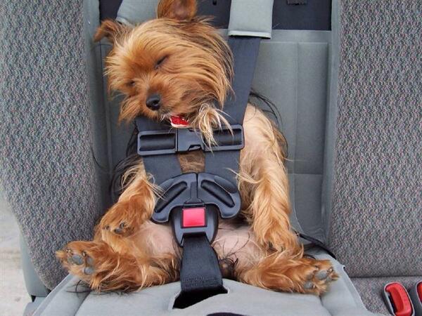 FrancescaM_87's tweet image. Need this for boogles!!! Hahahahaha #dogseat #funny #boogles