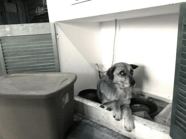 jorral's tweet photo. @perdimituiter¿recuerdas su mirada cuando llego del antirab?!Mi perro ya no está roto! Adoptar vale la pena http://t.co/Xrarac2Kj0