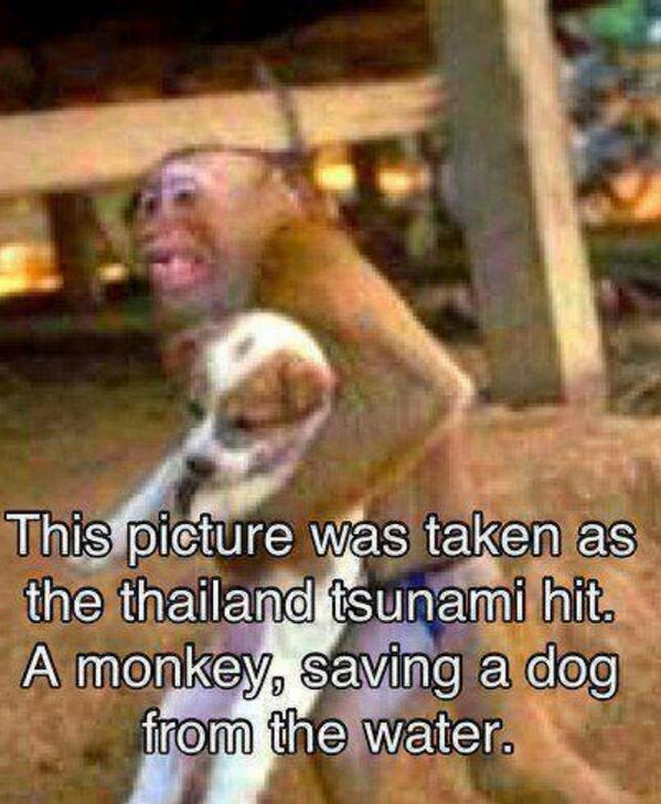 FaulknerMax's tweet photo. Them annoying monkeys are helpful after all .... http://t.co/vnMKYZWBLP