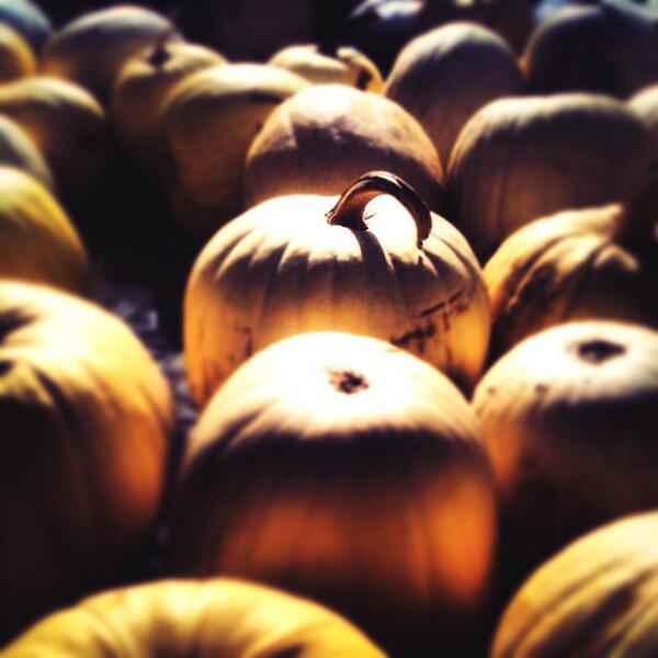 Pumpkin hunting!