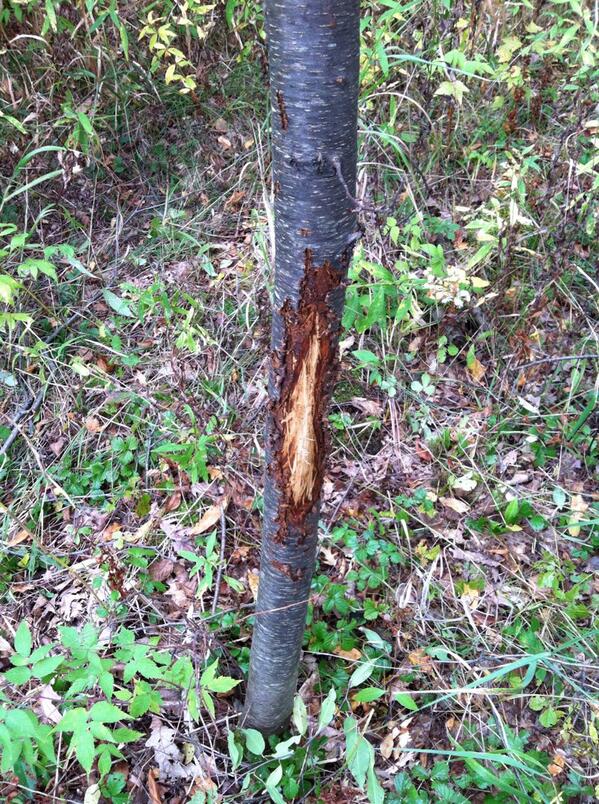 Here we go.......game time! #rut #bowhunting #wisconsin