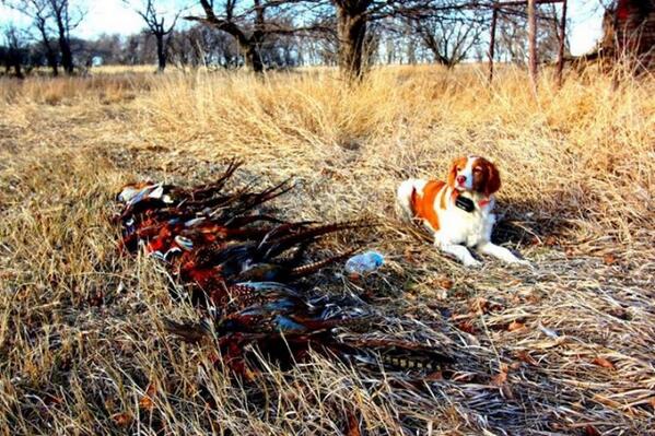 pheasants4ever's tweet photo. "Morgan" earns @pheasants4ever Dog of the Day honors following a @SDOutdoors hunt.  http://t.co/nv2kBhSQzH http://t.co/xbFojjBiBi