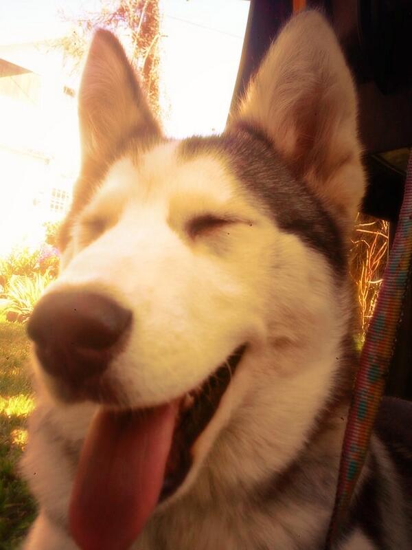 Balto_Havanne's tweet photo. Beatiful :) http://t.co/WJ3YgZFZXH