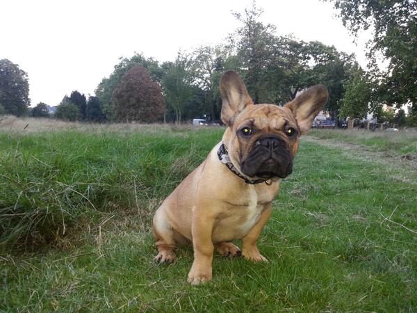 mpkbear's tweet image. Our French bulldog Oscar