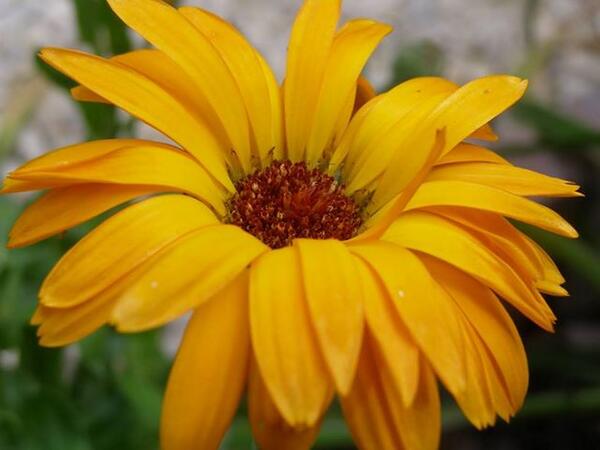 TheFlowerExpert's tweet photo. Did you know what is the birth flower of #October ? #Marigold is the birthflower of October.#theflowerexpert http://t.co/KL3DL7iCAg