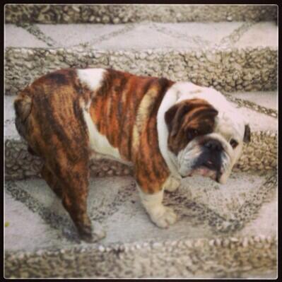 <a href="/CIUDAD_SATELITE/">CD SATELITE</a> ayer me perdi soy un bulldog blanco cn manchas atigradas si me encuentras llama a mi dueño 31873729