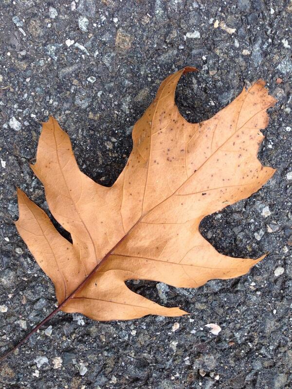 francescalina's tweet photo. http://t.co/8nzBBpNS2T
