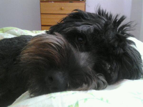 RodneyF79's tweet image. Un perro no te pregunta si tienes dinero o de que partido politico eres. Solo te da su Corazon sin nada a cambio