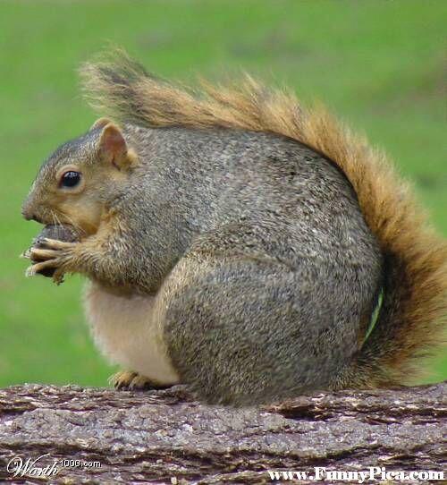 Arkansas Squirrel on X: "What Aunt Betsy looks like now that she found a  new tree right next to Brough! http://t.co/8rlGDo5Qhr" / X