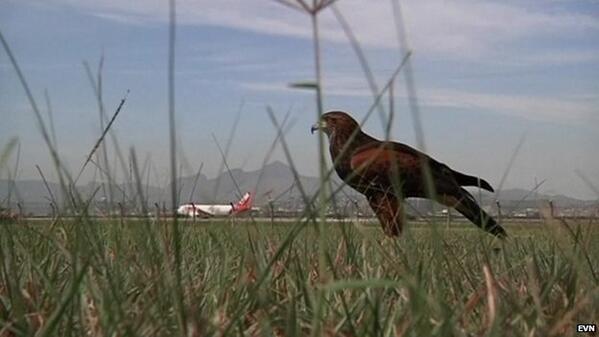 GofioLetal's tweet photo. Para que luego digan que el control aéreo no es bonito... @controladores @cetreria #aviacion #halconeros http://t.co/lHQ71H37jh