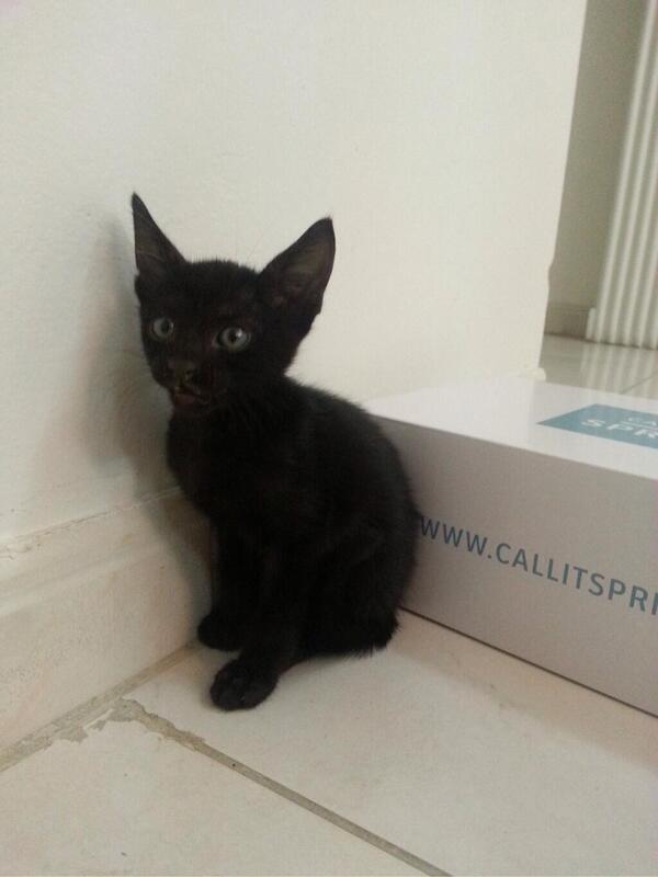 للتبني بجدة عمره شهرين لطيف جدا ولايستطيع منقذيه تربيته بسبب حساسية أفرادالأسرة من القطط لتواصل <a href="/SarahAlHuraibi/">Sarah Al-Huraibi</a>