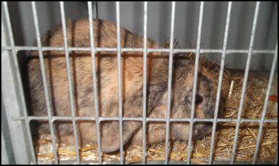 GEVONDEN: KONIJN Franse hangoor, bruin #VAASSEN #GE Westerenkweg #DHgev 14/10/13 facebook.com/photo.php?fbid…