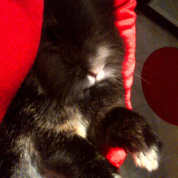 PamplRousse's tweet photo. Petite bouille d'amour #LapinNain #PetitFilou mon. Nouga #PauseCalin <3 http://t.co/YRRmEwBReb