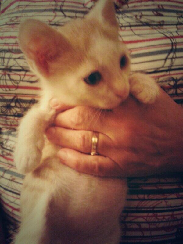 PotrisDsbocadas's tweet photo. Bienvenido Gatetas! O Gatoto, o Bisi Bisi, o Choped, o como te quieras llamar... http://t.co/VxweqVVdXy