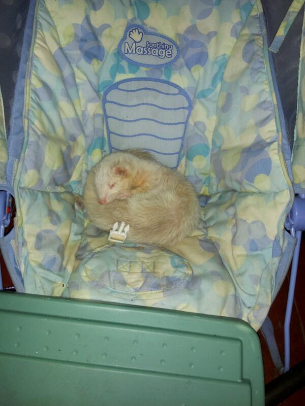 ARLBostonRescue's tweet photo. A Mattapan family came downstairs today to find this ferret sleeping in a baby chair on their back porch http://t.co/2GivDJ19Ow
