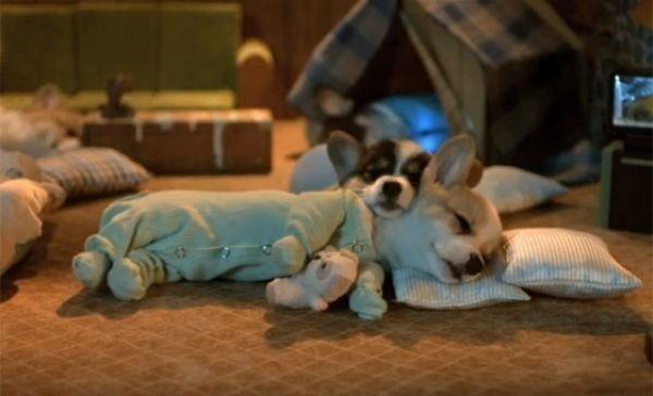 ItsAnimalPix's tweet image. Corgi puppy wearing pajamas