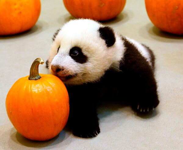 Hi~I'm Yuanzai. How are you?