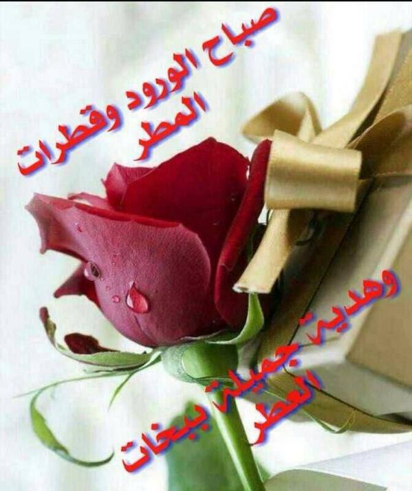 abosayed40's tweet image. 