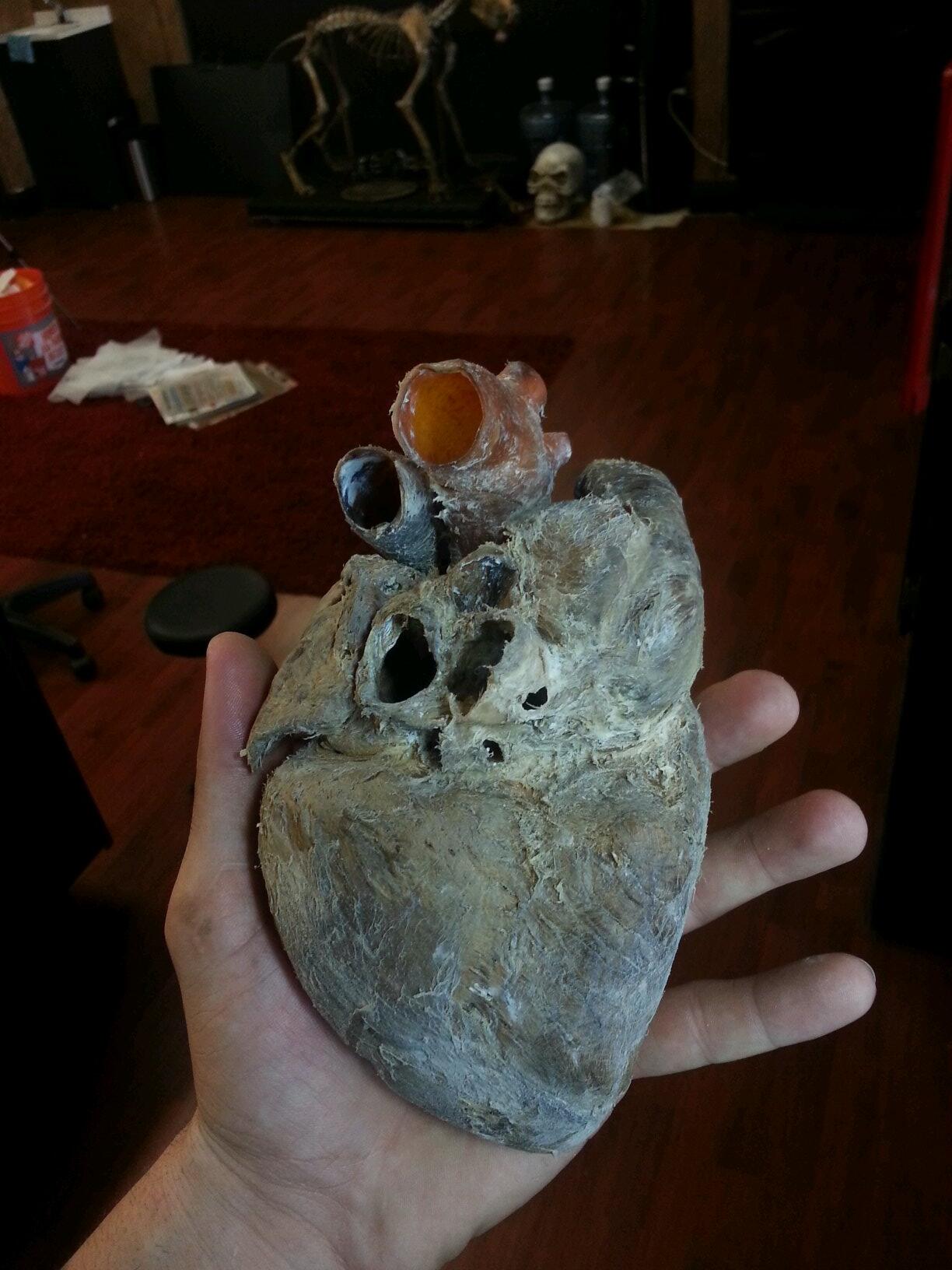 James Danger Harvey on Twitter: &quot;Real Mummified heart, you can see the red  and blue ventricles. Yes they are really those colors!  http://t.co/H1HJKuo6Oi&quot; / Twitter