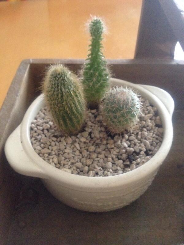 るんた Ar Twitter サボテンの頭が変な風に伸びちゃってる 形整えるのに切っちゃっていいのかなぁ Http T Co Vm5unhqbkw