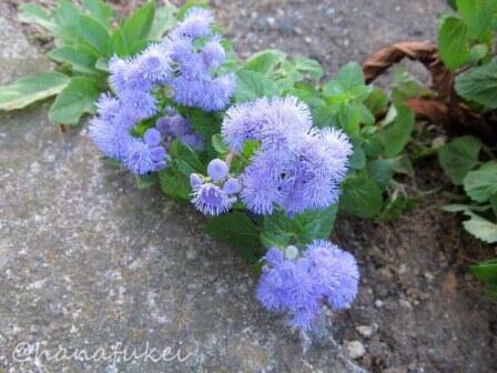 ｱｹﾞﾗﾀﾑ Twitter Search Twitter