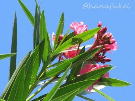 hanafukei's tweet photo. キョウチクトウ　撮影地：新潟県　#Oleander #flower #キョウチクトウ #夾竹桃 #花 https://t.co/MsmONBt376