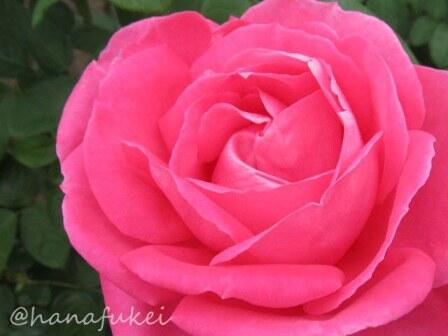 hanafukei's tweet photo. バラ（マリア・カラス）　撮影地：新潟県 国営越後丘陵公園 #rose #MariaCallas #flower #バラ #花 https://t.co/VK351pIeQ4