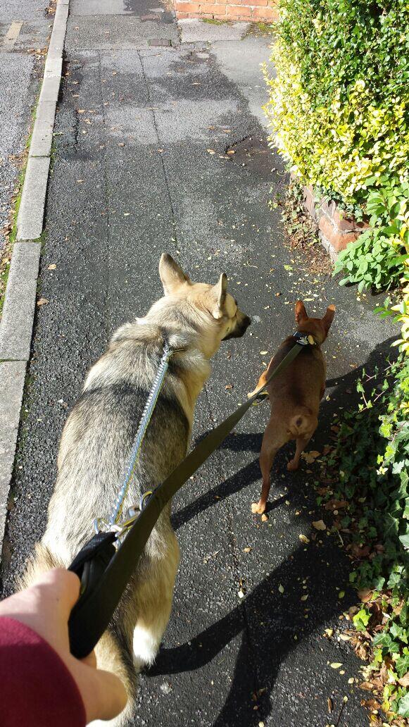 MarkLyford's tweet image. Walk time #beautifulOutside