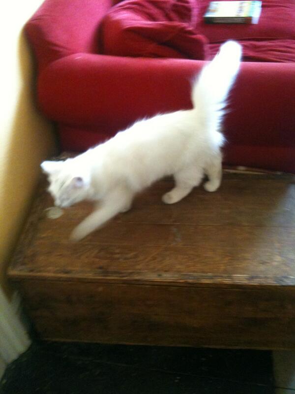 Lost cat in #Frome - big fluffy white neutered cat - Portway/Locks Hill area.