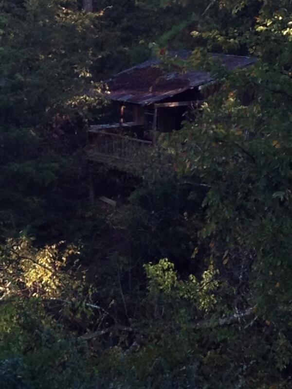 SA Heifer tweet media