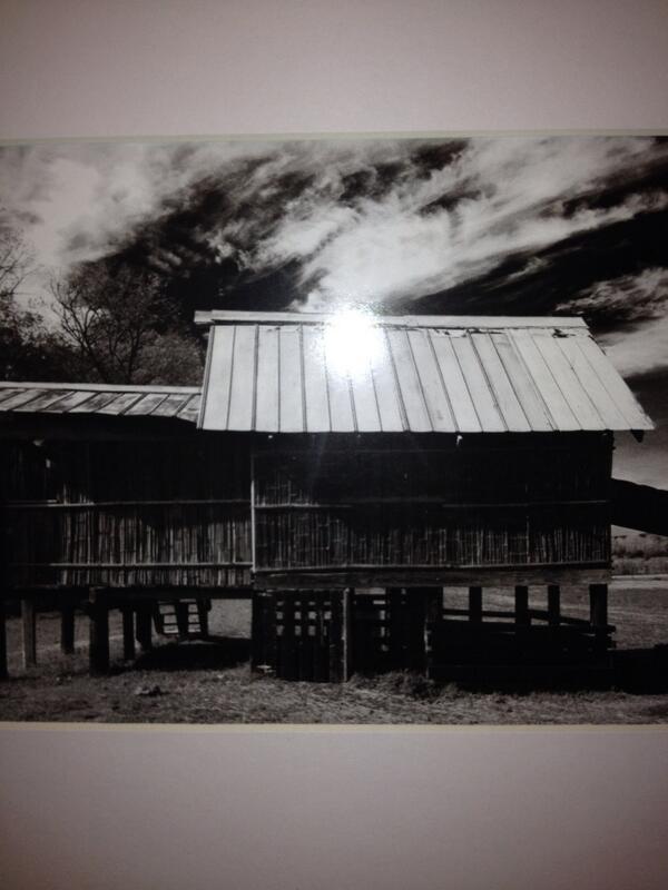 SA Heifer tweet media