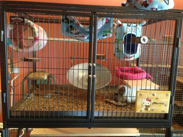 chinchillacity's tweet image. We got a new cage, now we're working on filling it up! This is Marble's half. :) #chinchilla #ferretnation