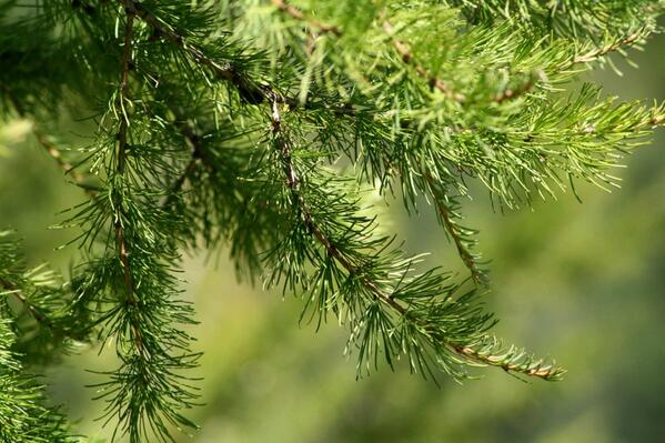 Semarnat Nuevo León tweet media